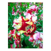 Special tulips - Postcard