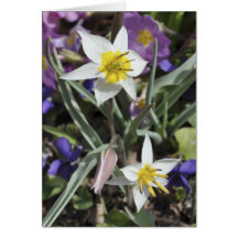 Species tulip Mother's Day card