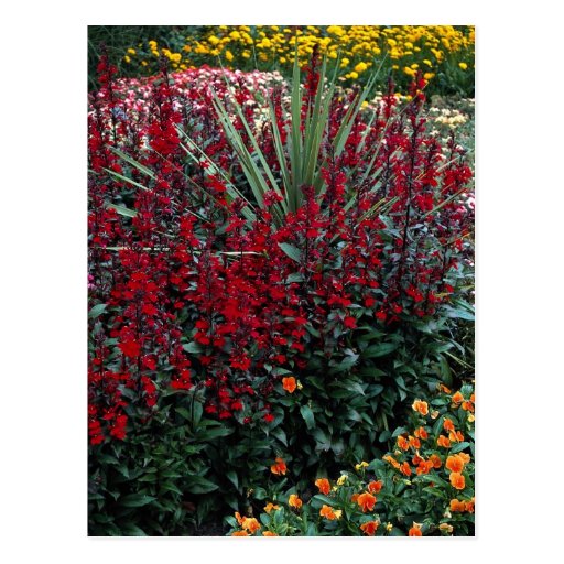 Speciosa de lobélie, Cordyline australis, pada d'a Carte Postale