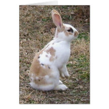 Speckled Bunny Rabbit greeting card