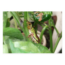 Speckled Frog in the Pepper Plant Business Card