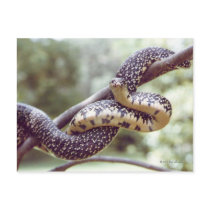Speckled King Snake Postcard
