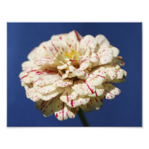 Speckled Pedal 11 x 8.5 Photographic Print