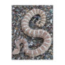 Speckled Rattlesnake Postcard