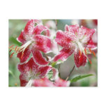 Speckled & Red! Postcard