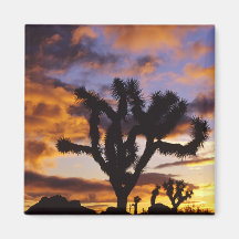 Spectacular Sunrise at Joshua Tree National Park Magnets