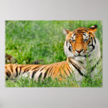 Spectacular Tiger Posters
