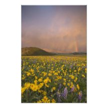 Spectacular wildflower meadow at sunrise in photographic print