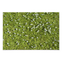 Speedwell Photo