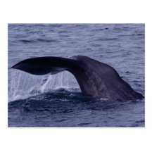 Sperm Whale Diving Post Cards