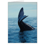 Sperm Whale Tail Cards