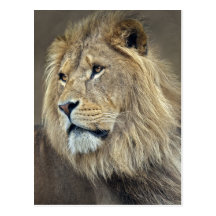 Sphinx Postcard
