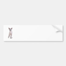 Sphynx cat bumper stickers