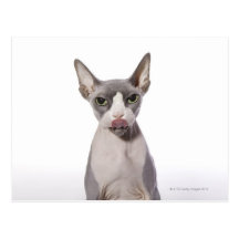 Sphynx Cat with tongue out Postcards