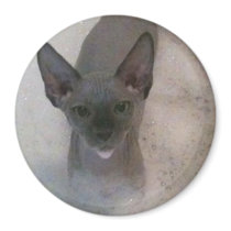 Sphynx kitty bath magnet