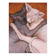 Sphynx Sphinx Cat Cats Nap Time Postcard