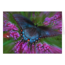 Spice bush Swallowtail , CARD