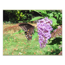 Spicebush Butterfly ~ Photo