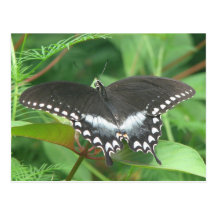 Spicebush Postcard
