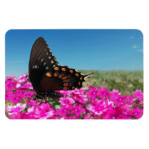 Spicebush Swallowtail Butterfly Flexible Magnets
