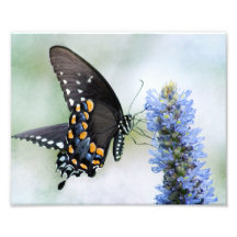 Spicebush Swallowtail butterfly photo print
