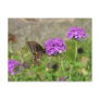 Spicebush Swallowtail on Verbena Post Cards