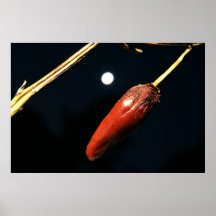 Spicy Night Print