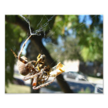 Spider and Prey Photo Art