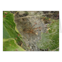 Spider and Web Greeting Card