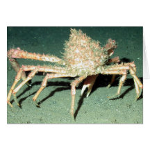 Spider Crab Greeting Card