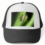 spider hats