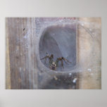 Spider in her Funnel Web Poster