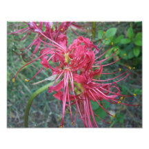 Spider Lily Bloom Art Photo