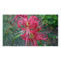 Spider Lily Bloom Business Cards