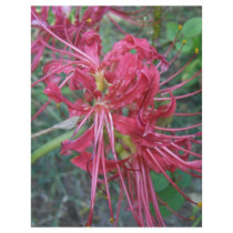 Spider Lily Bloom Flyers