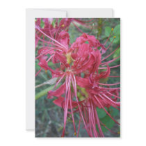 Spider Lily Bloom Custom Announcement