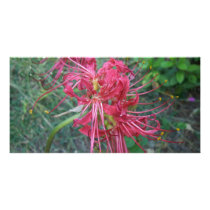 Spider Lily Bloom Customized Photo Card