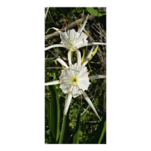Spider lily blossoms rack card design