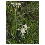 Spider lily plant and blossoms flyer