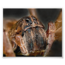 Spider Macro Photo