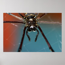 Spider Macro Poster