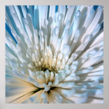 Spider Mum Print
