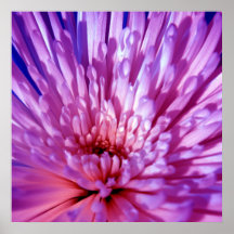 Spider Mum Poster