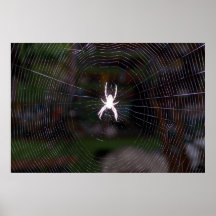 Spider n Web Print