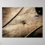Spider on Weathered Leaf Poster