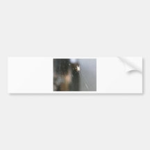 spider on web bumper stickers