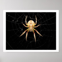 Spider On Web Posters