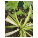 Spider plant and pea vines custom flyer