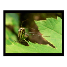Spider Post Cards