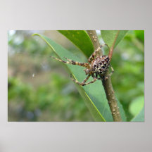 Spider Posters